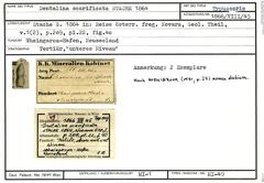 Karteikarte zum Syntyp von Dentalina scarificata Stache, 1864